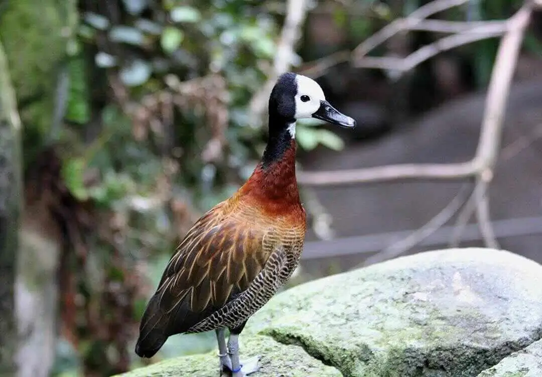 White-faced whistling duck full